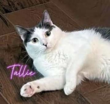Photo of Tallie #Holstein-cat