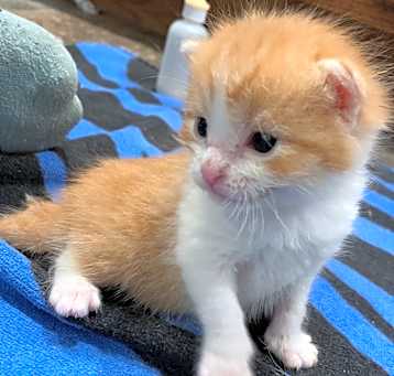 Photo of Pinot