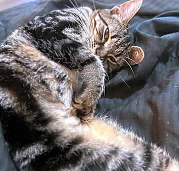 Photo of Pebbles