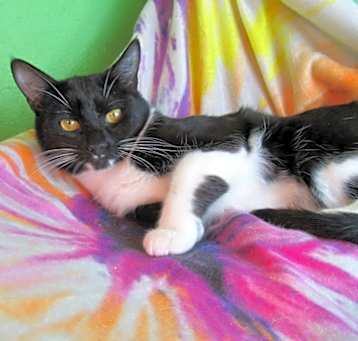 Photo of Jenson, Lovable Goofball!