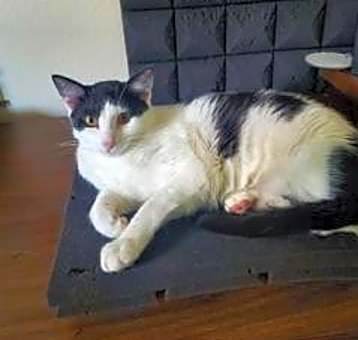 Photo of Clover