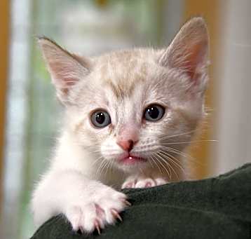 Photo of Tiki