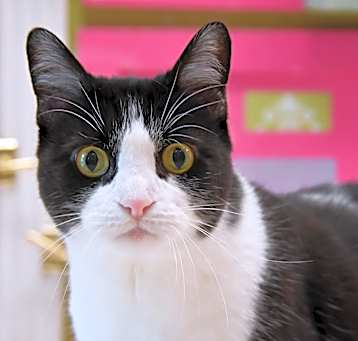 Photo of Oreo