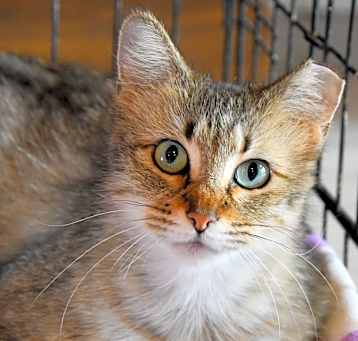 Photo of Stella