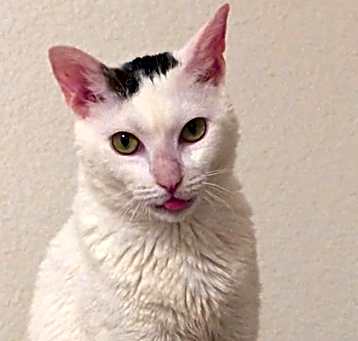 Photo of Topaz