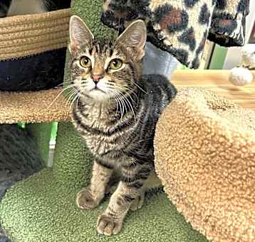 Photo of Pumpernickel w/ Pita - Playful cutie!