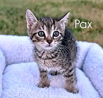 Photo of Pax
