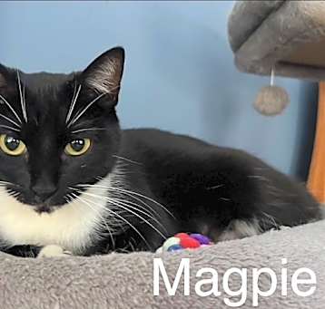 Photo of Magpie
