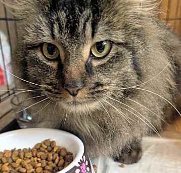 Photo of Laaya  (Maine Coon)