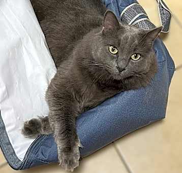 Photo of Simon- CP