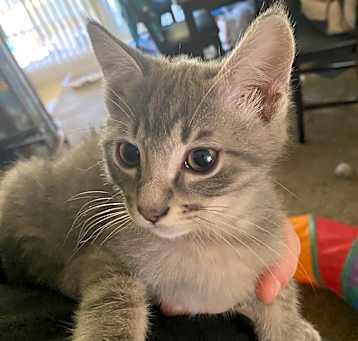 Photo of Hobbs