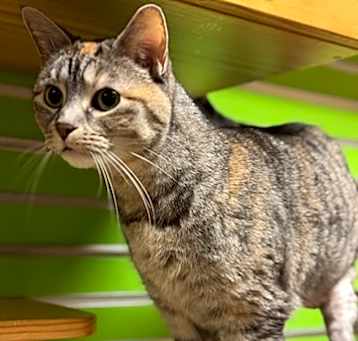 Photo of Flink
