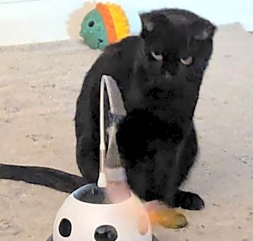 Photo of Binx