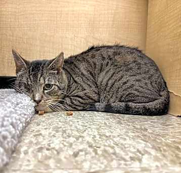 Photo of Lucky