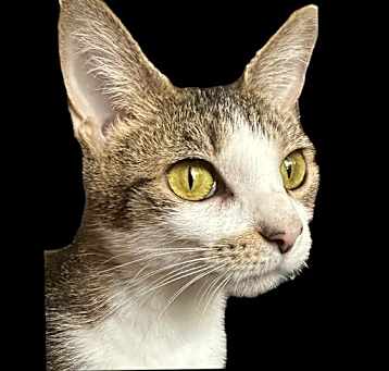Photo of Bailey