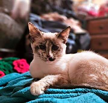 Photo of Pixie