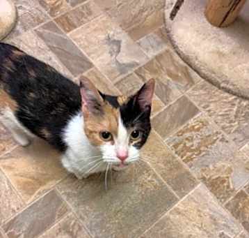 Photo of Cally