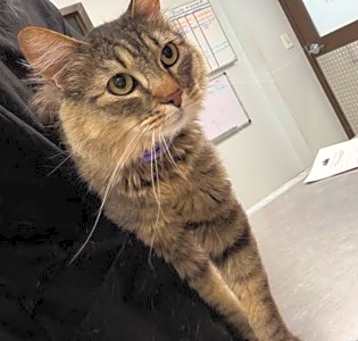 Photo of Tigger