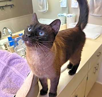 Photo of Bogart