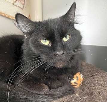 Photo of Soot