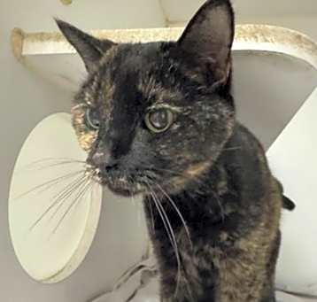 Photo of Missy