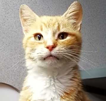 Photo of Blondie