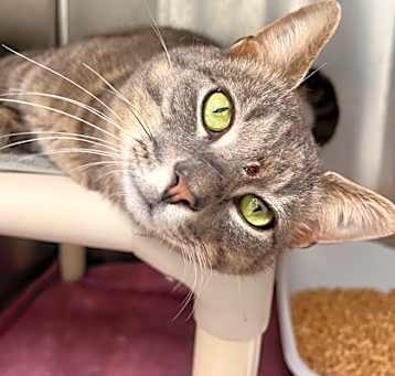 Photo of Smokey Joe