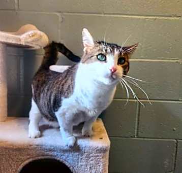 Photo of Cleopatra