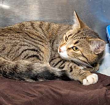 Photo of Smore