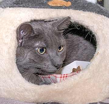 Photo of Percy
