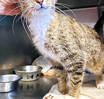 Photo of Neko   (Cat Cafe)