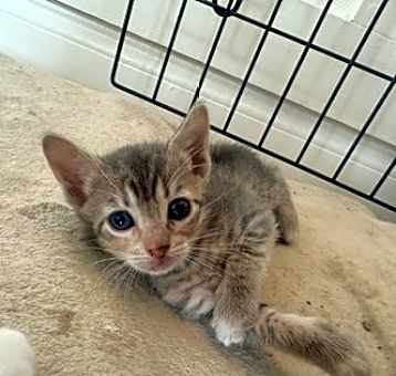 Photo of Kiwi