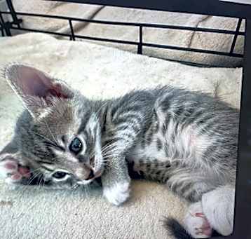 Photo of Guava