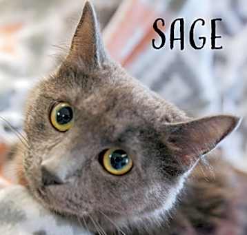Photo of Sage
