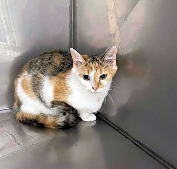 Photo of Sashimi