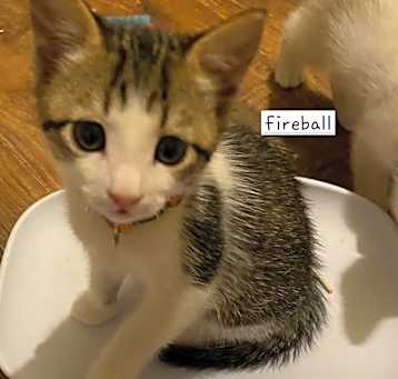 Photo of N-Fireball