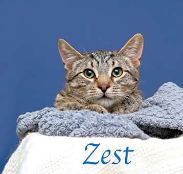Photo of Zest