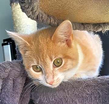Photo of Bramble