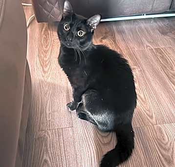 Photo of Binx