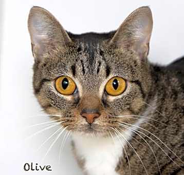 Photo of Olive