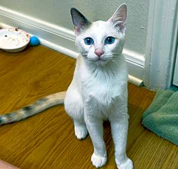Photo of Juniper
