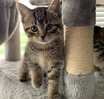 Photo of Firefly (bonded w/Butterfly)@Nine Lives Cat Cafe