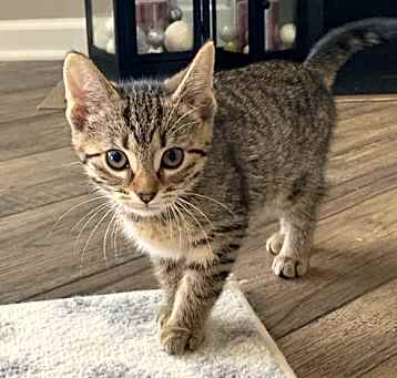 Photo of Butterfly (bonded w/Firefly)@Nine Lives Cat Cafe