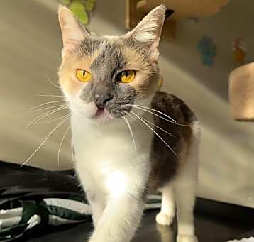 Photo of Layla