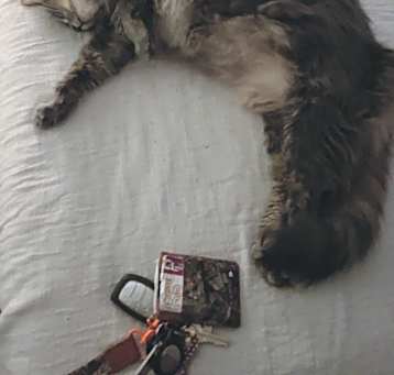 Photo of Ronnie