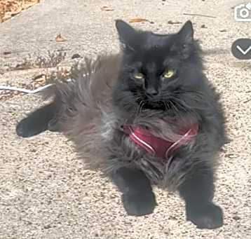 Photo of Cleo