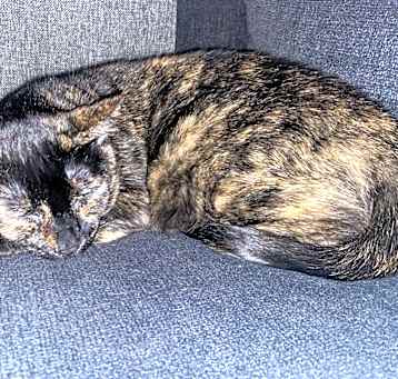 Photo of Freckles