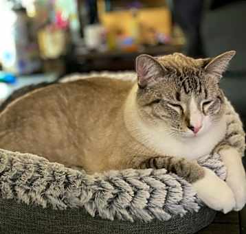 Photo of Snowball