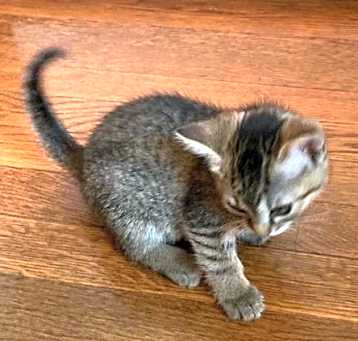 Photo of Muffins