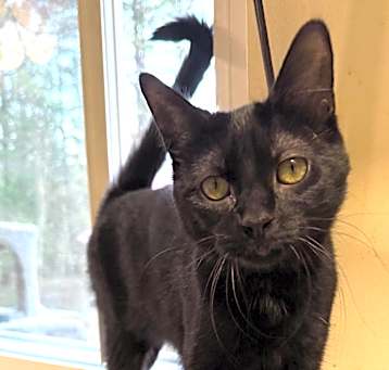 Photo of Willow
